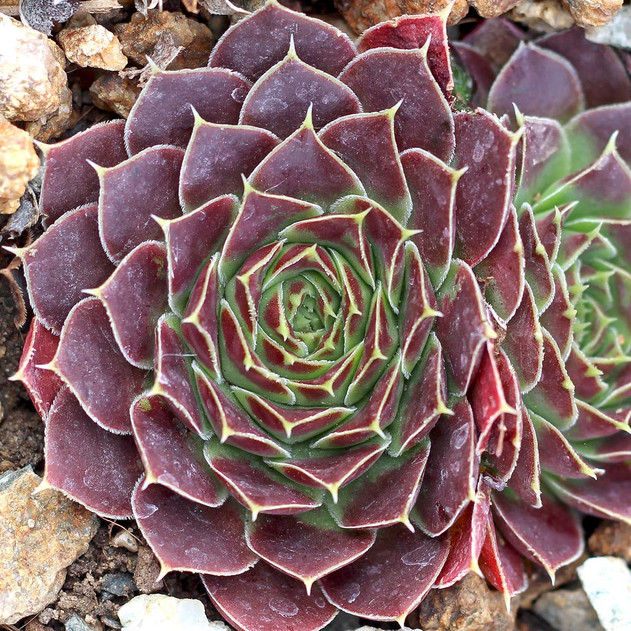 Sempervivum heuffelii 'Tan' (Outdoors)  - November