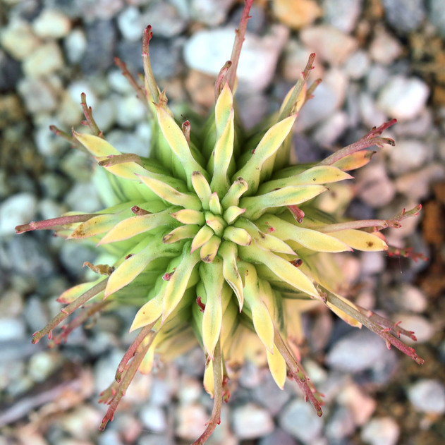 Euphorbia mammillliaris 'Corn on the Cob'