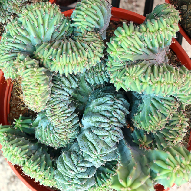 Myrtillocactus geometrizans f. cristatus