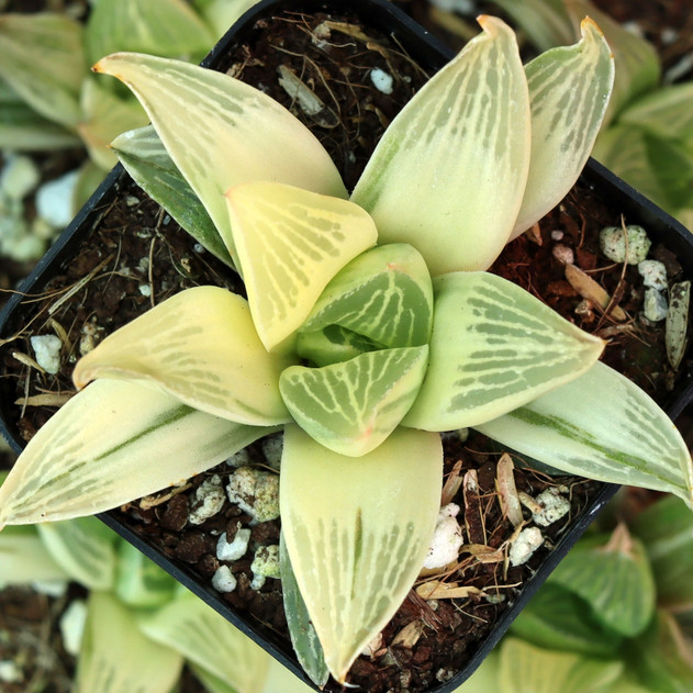Haworthia retusa f. variegata - May