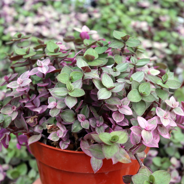 Callisia repens f. variegata 'Tamlin's Curse' [large] - June