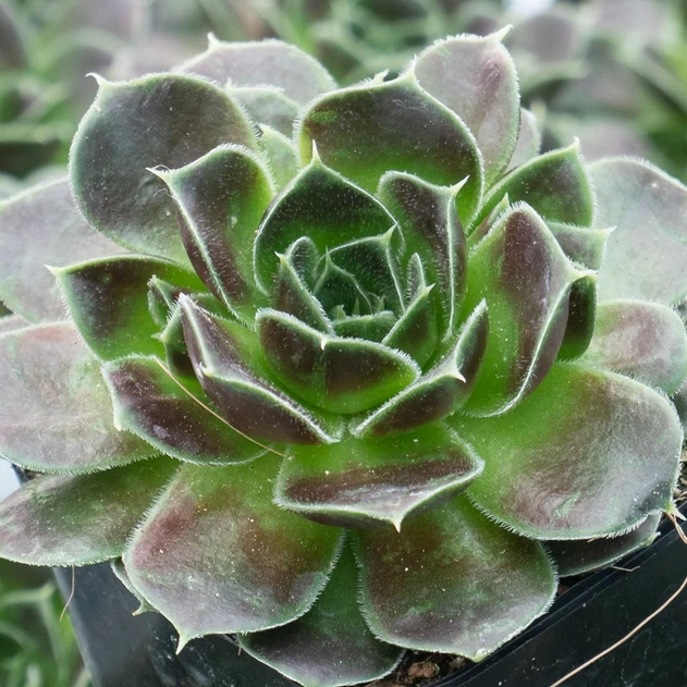 Sempervivum heuffelii 'Irene' - February