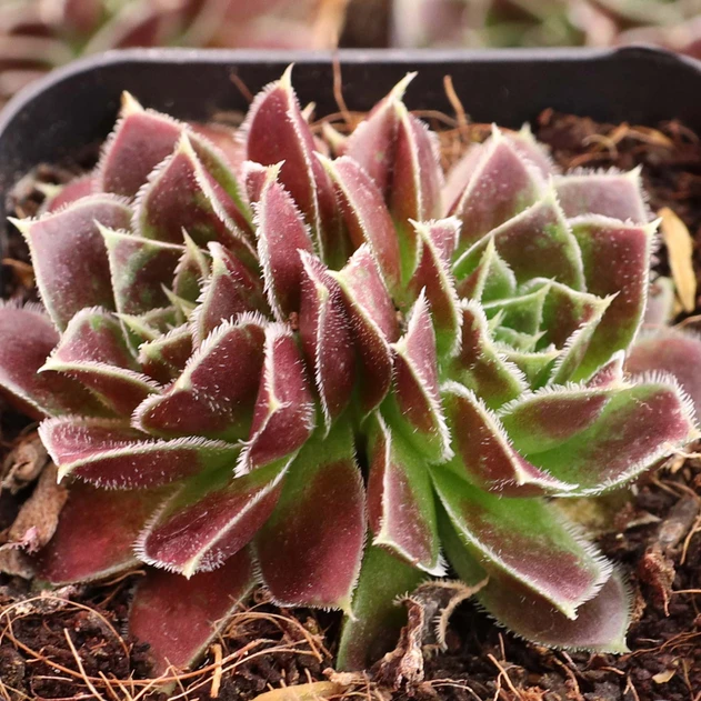 Sempervivum heuffelii 'Irene'  - December
