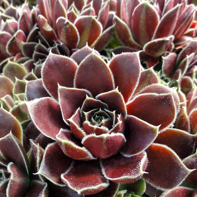 Sempervivum heuffelii 'Irene' - Summer