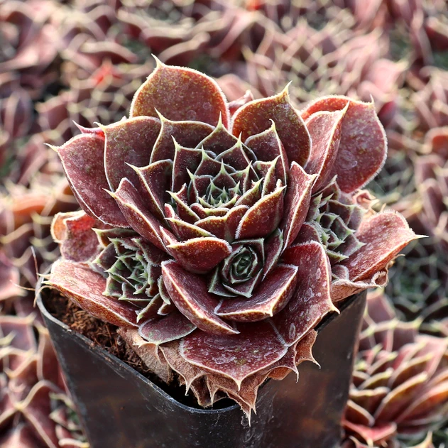 Sempervivum heuffelii 'Irene' cluster