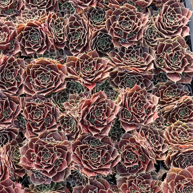 Sempervivum heuffelii 'Irene' clusters