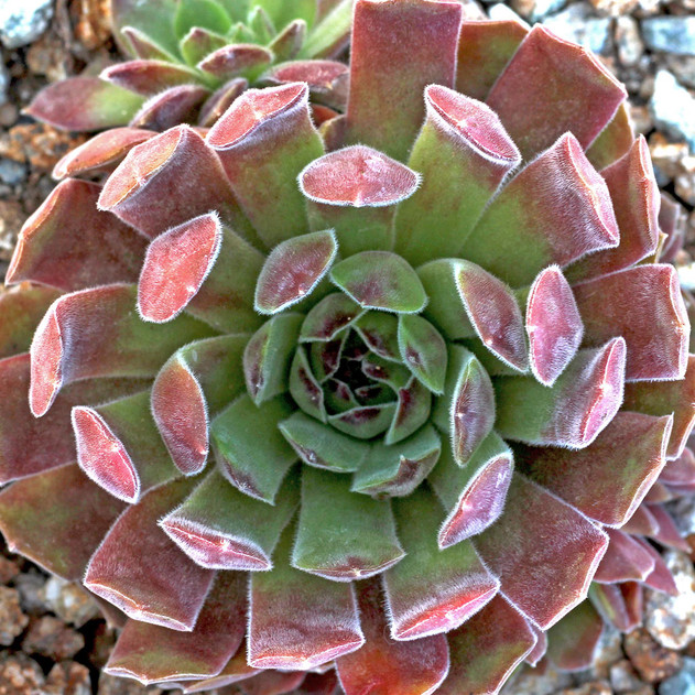 Sempervivum 'Apple Blossom' (Outdoors) - May