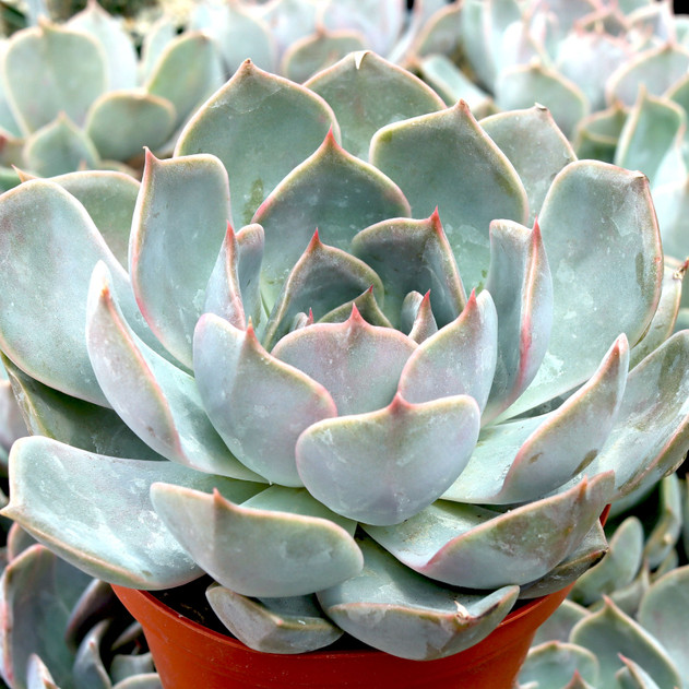 Echeveria 'Latte Rose' [large] - June
