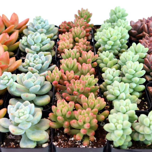 Sedum (Tender ) Bulk 25 Tray - 5 Types - 2in Pots - Detail