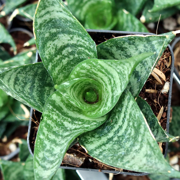 Sansevieria 'Pagoda'