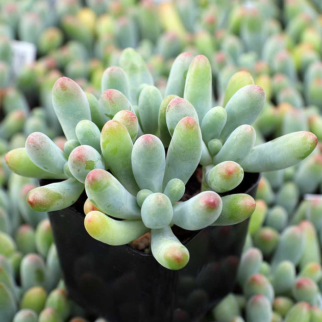 Sedum pachyphyllum - Blue Jelly Bean (Side View)