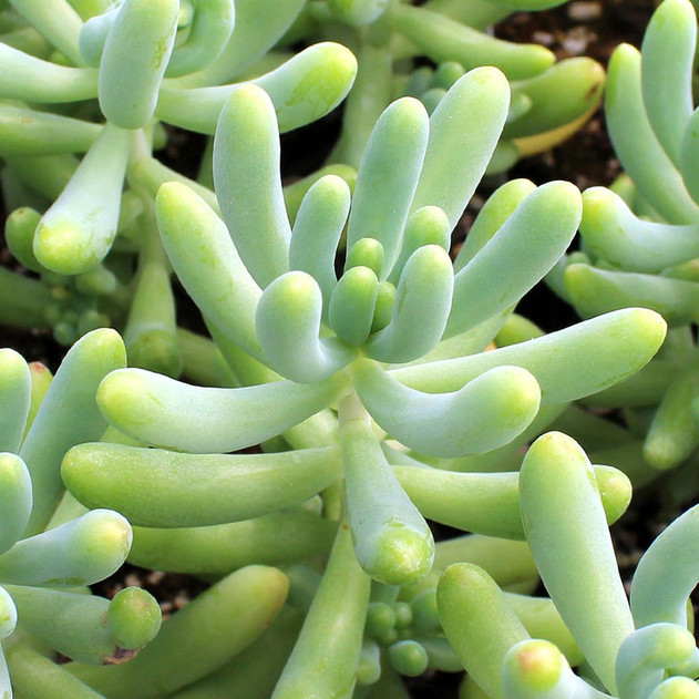 Sedum pachyphyllum - Blue Jelly Bean