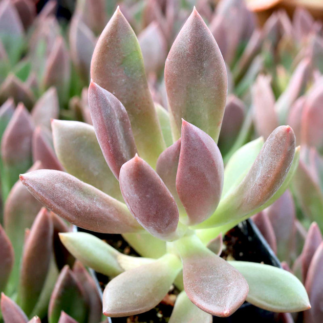Echeveria 'Coffee Shop' - July