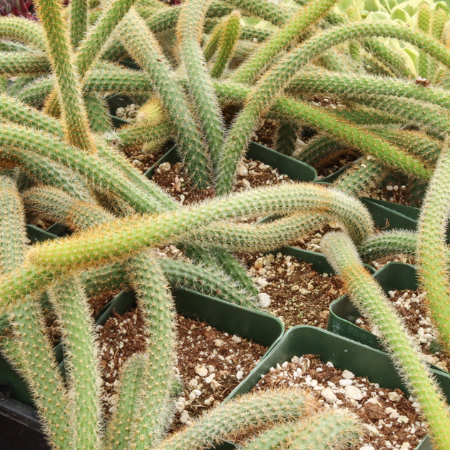 Cleistocactus samaipatanus