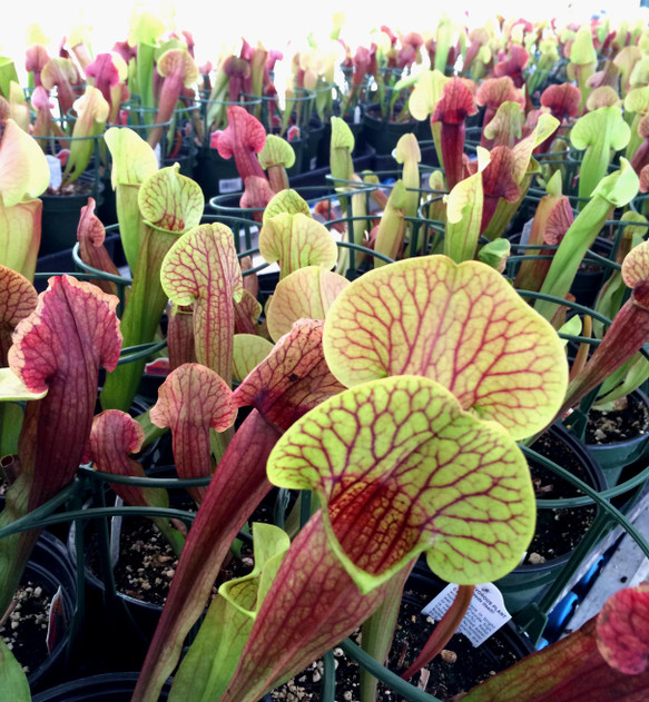 Sarracenia 'Meerkat Mob'