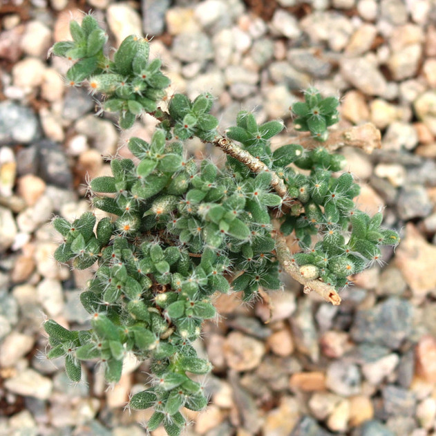 Trichodiadema bulbosum - African Bonsai [large] [caudex]
