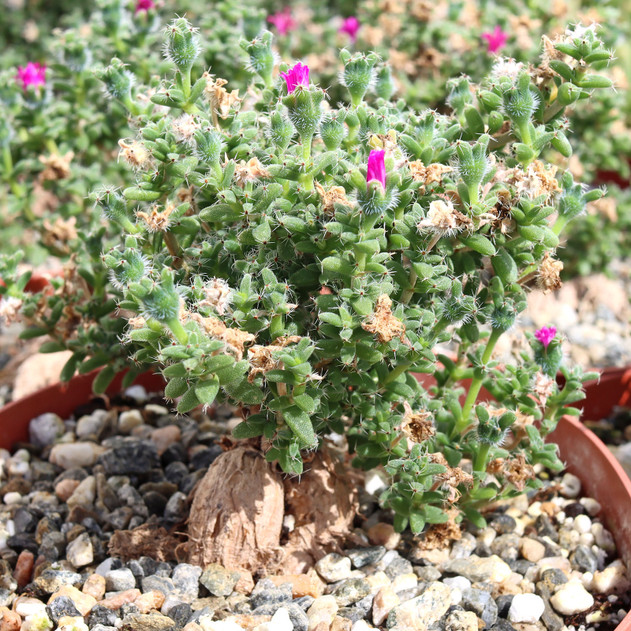 Trichodiadema bulbosum - African Bonsai [extra large] [caudex]