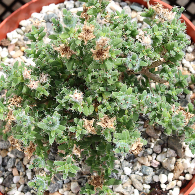 Trichodiadema bulbosum - African Bonsai [extra large] [caudex]
