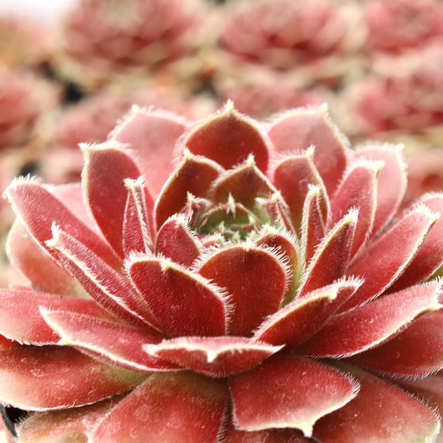 Sempervivum 'Leneca'