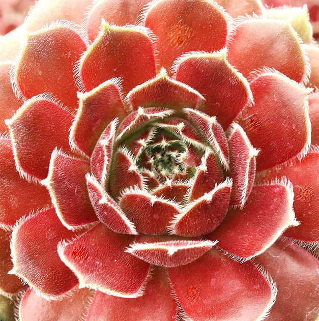 Sempervivum 'Leneca'