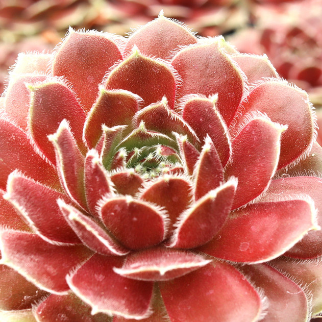 Sempervivum 'Leneca'