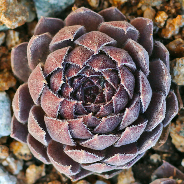 Sempervivum 'Belladonna' (Outdoors) - January