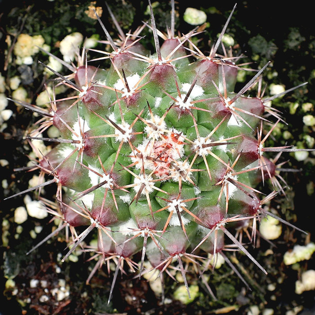 Mammillaria grusonii f. papasquiarensis