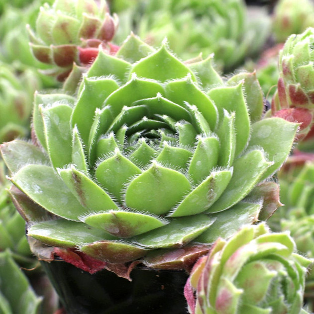 Sempervivum 'Larissa'