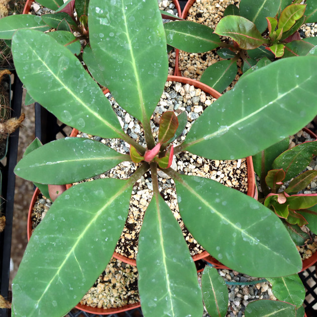 Euphorbia millotii [extra large] - June