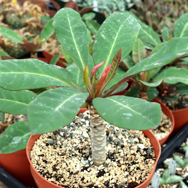 Euphorbia millotii [extra large] - June