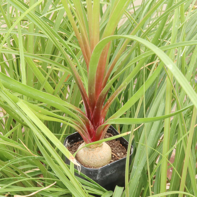 Beaucarnea recurvata - Ponytail Palm