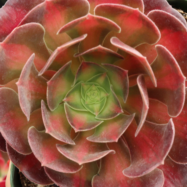 Aeonium 'Medusa'