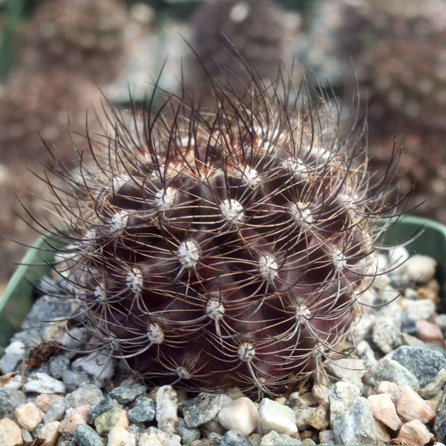 Eriosyce senilis ssp. coimasensis [large]