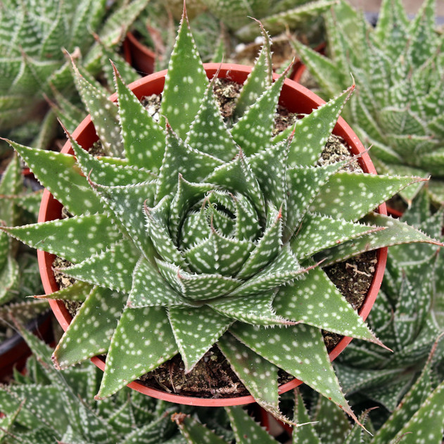 Gasteraloe 'Zimflora'