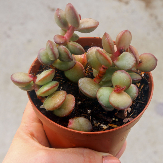 Adromischus subdistichus [large]