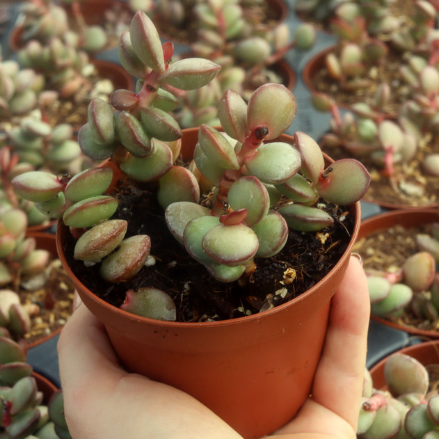 Adromischus subdistichus [large]
