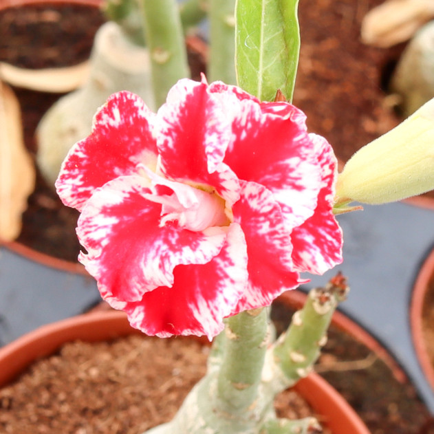 Adenium obesum 'Mumbai Splash'