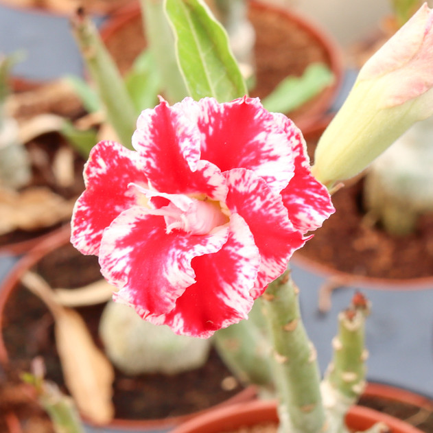 Adenium obesum 'Mumbai Splash'