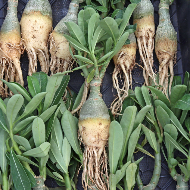 Adenium obesum 'Mumbai Fantasy' [6"-8"] [bare root]