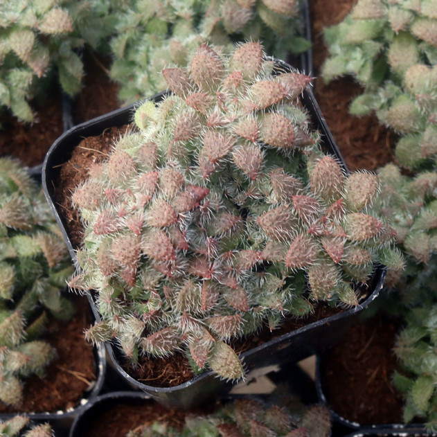 Crassula setulosa f/ Transvaal Drakensberg