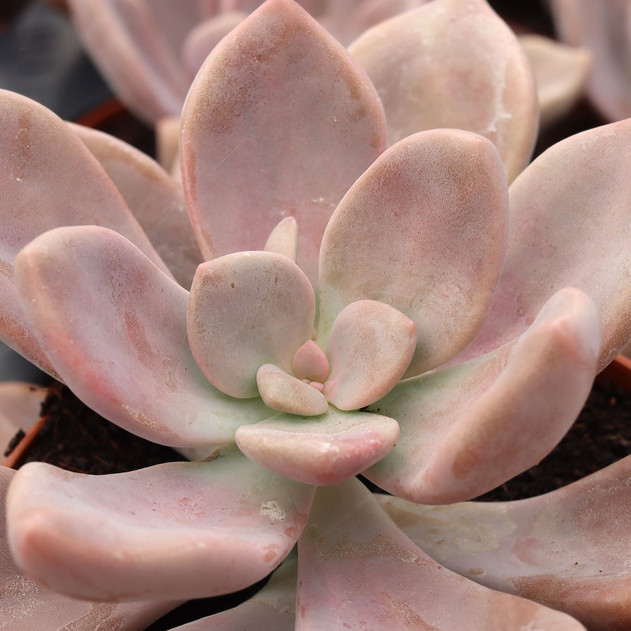 Graptopetalum 'Murasaki' [large]