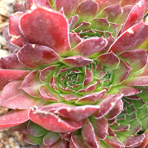 Sempervivum heuffelii 'Mystique' (Outdoors) - August