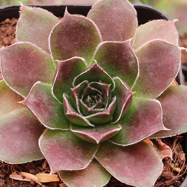 Sempervivum heuffelii 'Mystique' - December