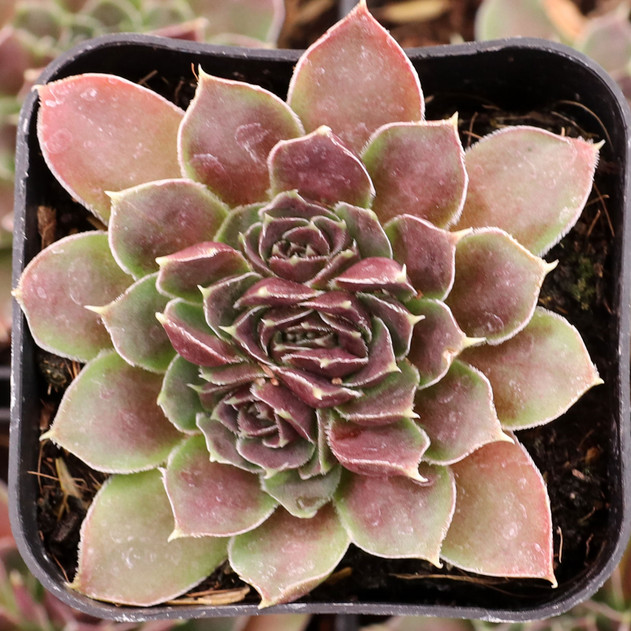 Sempervivum heuffelii 'Mystique' - February