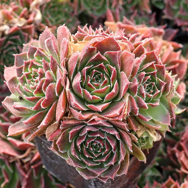 Sempervivum heuffelii 'Mystique' cluster