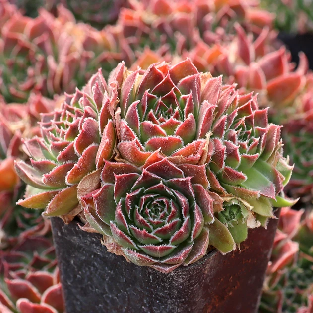 Sempervivum heuffelii 'Mystique' cluster