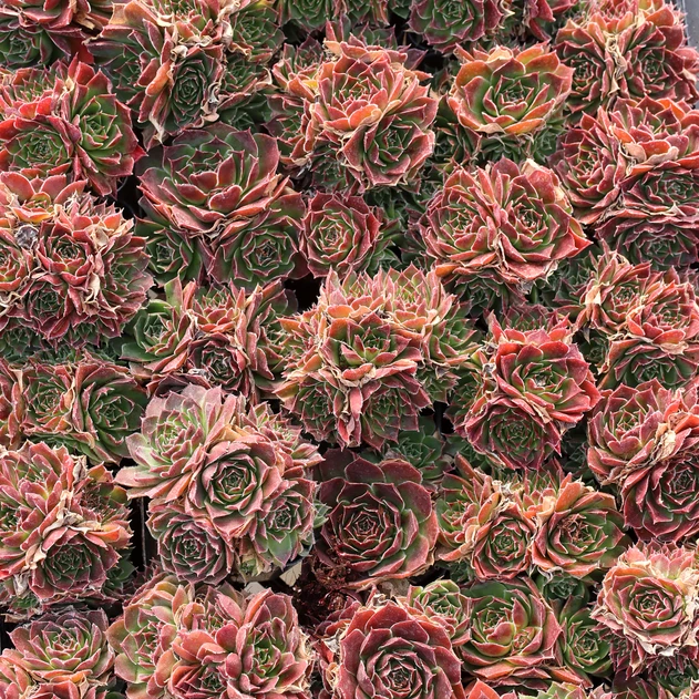 Sempervivum heuffelii 'Mystique' clusters