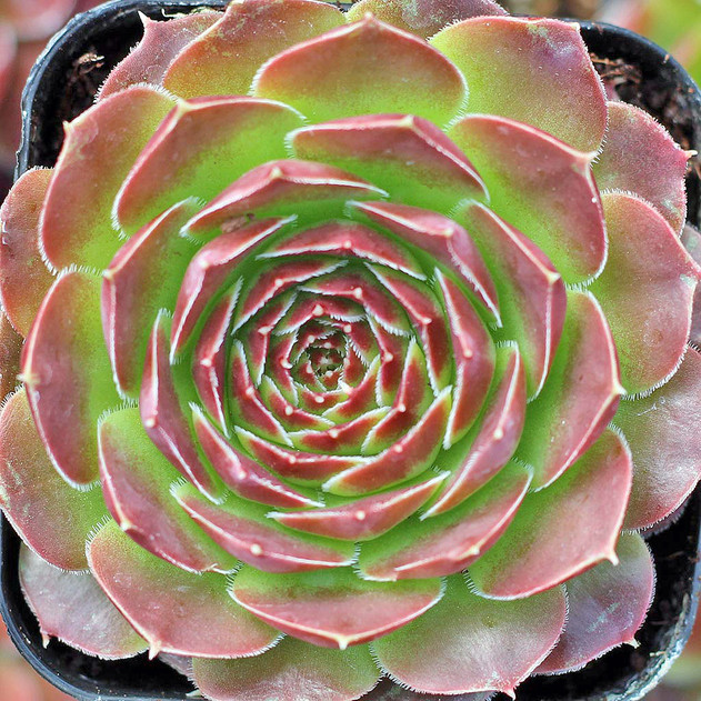 Sempervivum heuffelii 'Mystique' - April