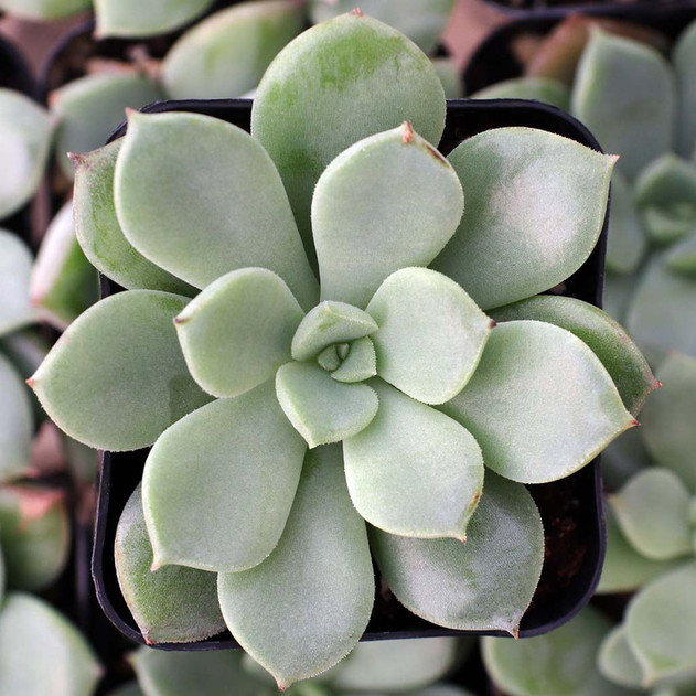 Echeveria 'Chrissy n Ryan' - Top