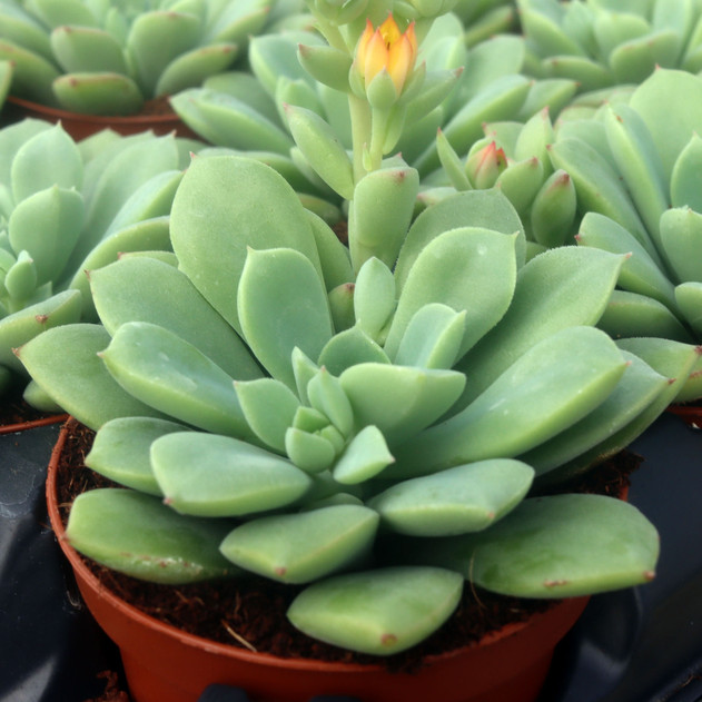 Echeveria 'Chrissy n Ryan'